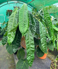 Load image into Gallery viewer, #R23 Anthurium Punctatum Seedling