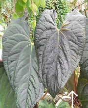 Load image into Gallery viewer, #RB24 Two x Anthurium Dark NOID x