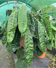 Load image into Gallery viewer, #RD16 Anthurium Punctatum Seedling