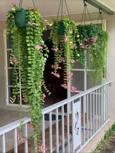 Load image into Gallery viewer, #R120 Aeschynanthus Thai Pink