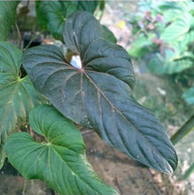 Load image into Gallery viewer, #RD33 Anthurium Veitchii x 'Red'