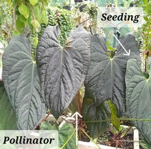 Load image into Gallery viewer, #RA1 Anthurium Dark Complex