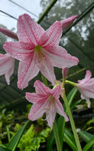Load image into Gallery viewer, #B43 Hippeastrum Reticulatum