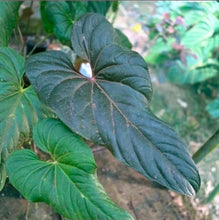 Load image into Gallery viewer, #R224 Two x Anthurium Veitchii x 'Red'