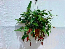 Load image into Gallery viewer, #R245 Anthurium Sp. From Chapada Diamantina Brazil