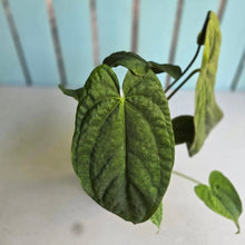 Load image into Gallery viewer, #RB21 Flowering Anthurium Papillilaminum x Dressleri