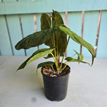 Load image into Gallery viewer, #RB21 Flowering Anthurium Papillilaminum x Dressleri