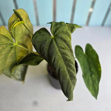 Load image into Gallery viewer, #RB21 Flowering Anthurium Papillilaminum x Dressleri
