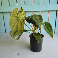 Load image into Gallery viewer, #RB21 Flowering Anthurium Papillilaminum x Dressleri