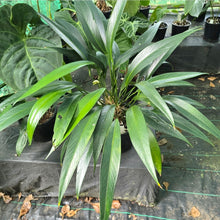 Load image into Gallery viewer, #R57 Two x Anthurium Rupicola Seedlings