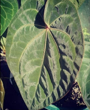 Load image into Gallery viewer, #31 Anthurium Hoffmanii x (Red Sinus Parent)