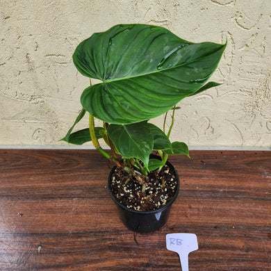 #RB Philodendron Majestic