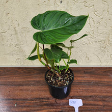 Load image into Gallery viewer, #RB Philodendron Majestic