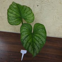 Load image into Gallery viewer, #RD Philodendron Silver Cloud
