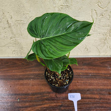 Load image into Gallery viewer, #RB Philodendron Majestic