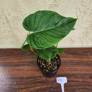 #RB Philodendron Majestic
