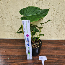Load image into Gallery viewer, #RB Philodendron Majestic