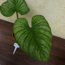 Load image into Gallery viewer, #RD Philodendron Silver Cloud