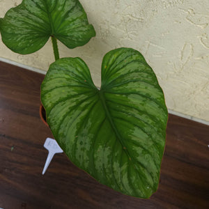#RD Philodendron Silver Cloud