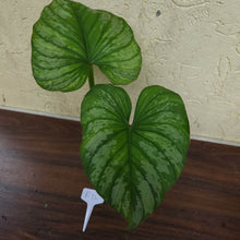 Load image into Gallery viewer, #RD Philodendron Silver Cloud