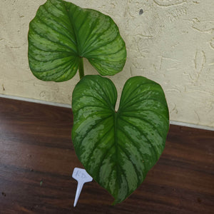 #RD Philodendron Silver Cloud