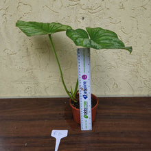 Load image into Gallery viewer, #RD Philodendron Silver Cloud