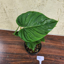 Load image into Gallery viewer, #RB Philodendron Majestic