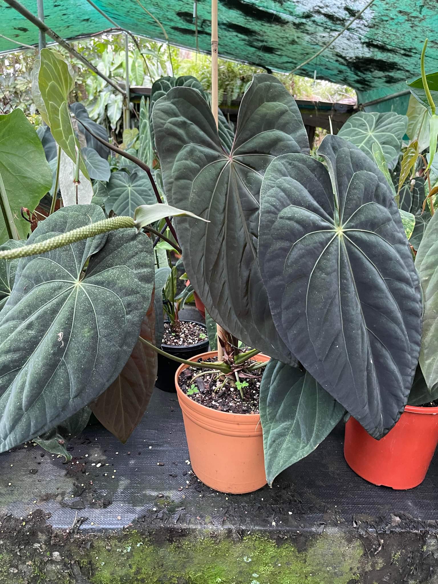 アンスリウム　パピリラミナム アンスリウム パピリラミナムの育て方と購入方法について