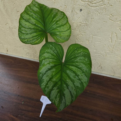 #RD Philodendron Silver Cloud