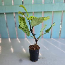 Load image into Gallery viewer, #G2 Maranta Light Veins