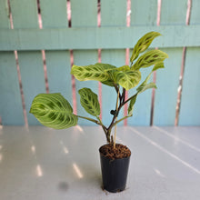 Load image into Gallery viewer, #G2 Maranta Light Veins