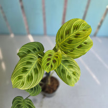 Load image into Gallery viewer, #G2 Maranta Light Veins