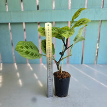 Load image into Gallery viewer, #G2 Maranta Light Veins