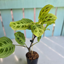 Load image into Gallery viewer, #G2 Maranta Light Veins