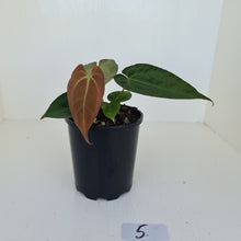 Load image into Gallery viewer, #5 Anthurium Papillilaminum Hybrid x - (Complex hybrid)
