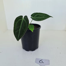 Load image into Gallery viewer, #6 Anthurium Papillilaminum Hybrid x - (Complex hybrid)