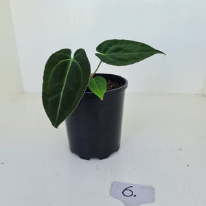 #6 Anthurium Papillilaminum Hybrid x - (Complex hybrid)