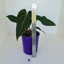 Load image into Gallery viewer, #2 Anthurium &#39;Velvet Shadow&#39;