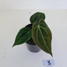 Load image into Gallery viewer, #3 Anthurium Papillilaminum Hybrid x - (Complex hybrid)