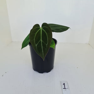 #1 Anthurium Papillilaminum Hybrid x - (Complex hybrid)