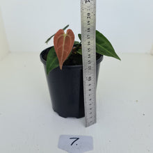 Load image into Gallery viewer, #7 Anthurium Papillilaminum Hybrid x - (Complex hybrid)