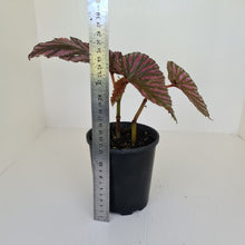 Load image into Gallery viewer, Begonia Brevirimosa &#39;Exotica&#39;