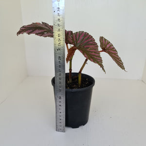Begonia Brevirimosa 'Exotica'