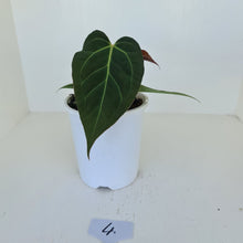 Load image into Gallery viewer, #4 Anthurium &#39;Velvet Shadow&#39;