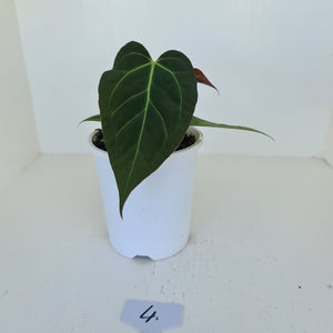 #4 Anthurium 'Velvet Shadow'