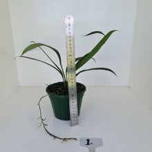 Load image into Gallery viewer, #1 Anthurium Bakeri