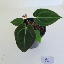 Load image into Gallery viewer, #6 Anthurium Papillilaminum Hybrid x - (Complex hybrid)