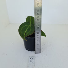 Load image into Gallery viewer, #2 Anthurium Magnificum Hybrid x - Seedling