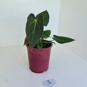 #3 Anthurium 'Velvet Shadow' - Multiple heads