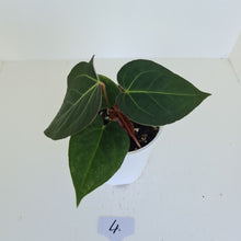 Load image into Gallery viewer, #4 Anthurium &#39;Velvet Shadow&#39;